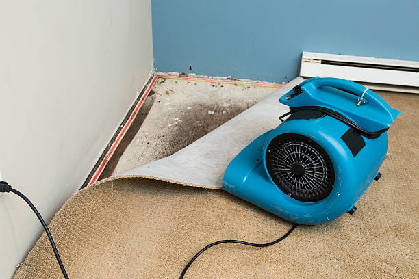 Best Mold removal after water damage  in Ramblewood, NJ